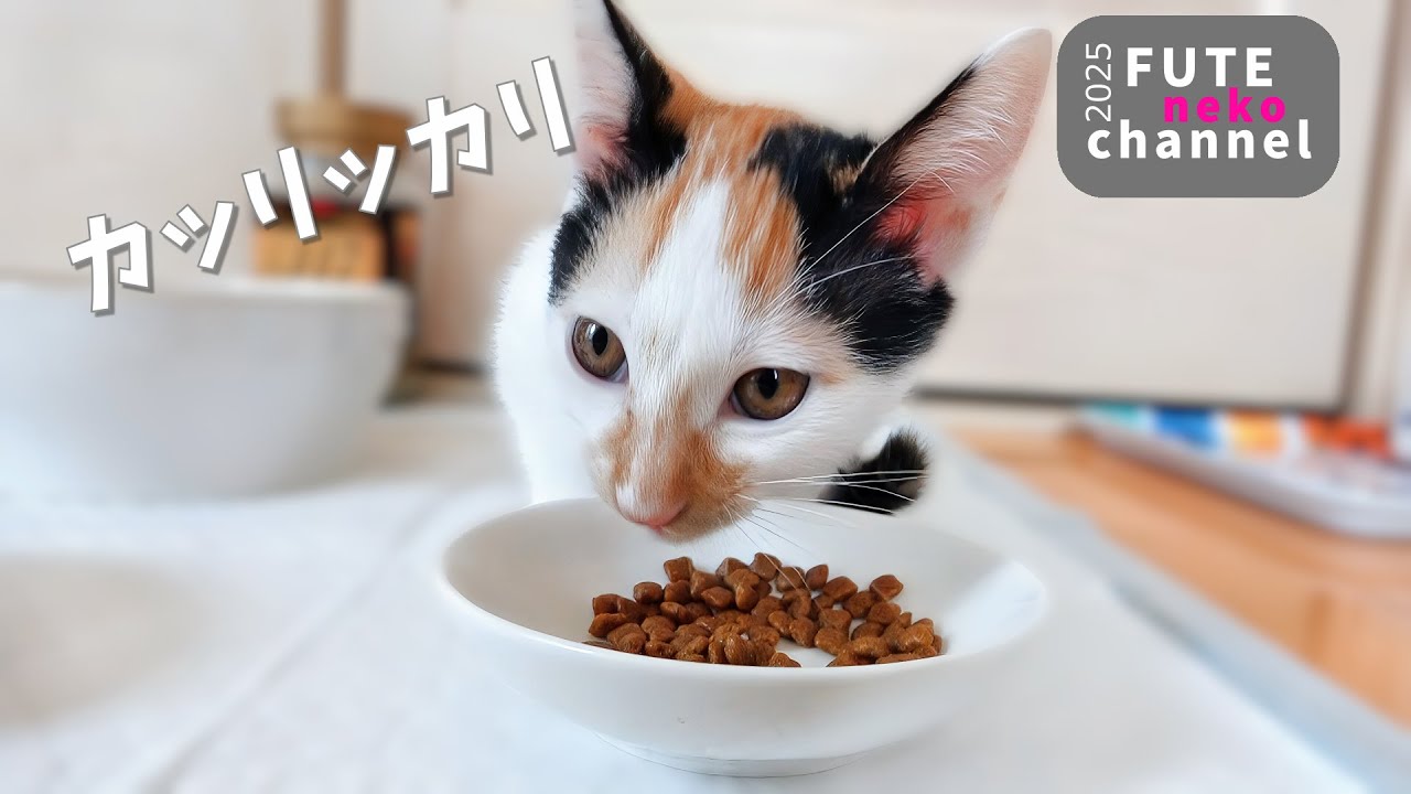 カリカリ食べるといった割に…遊んでばかりの子猫達【保護子猫】
