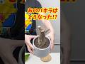 丸坊主パキラはどうなった？【 #観葉植物 】 #houseplants #plants
