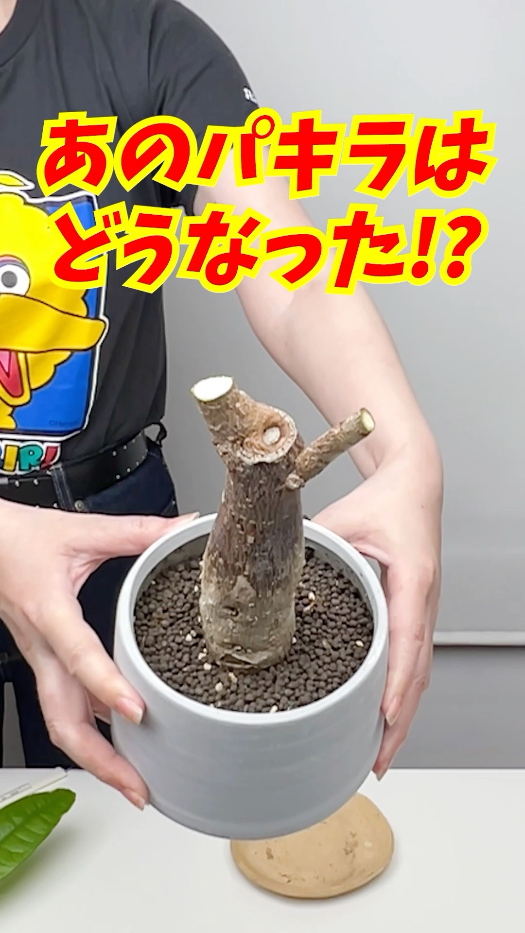 What Happened to My Bare Pachira? [#houseplants] #houseplants