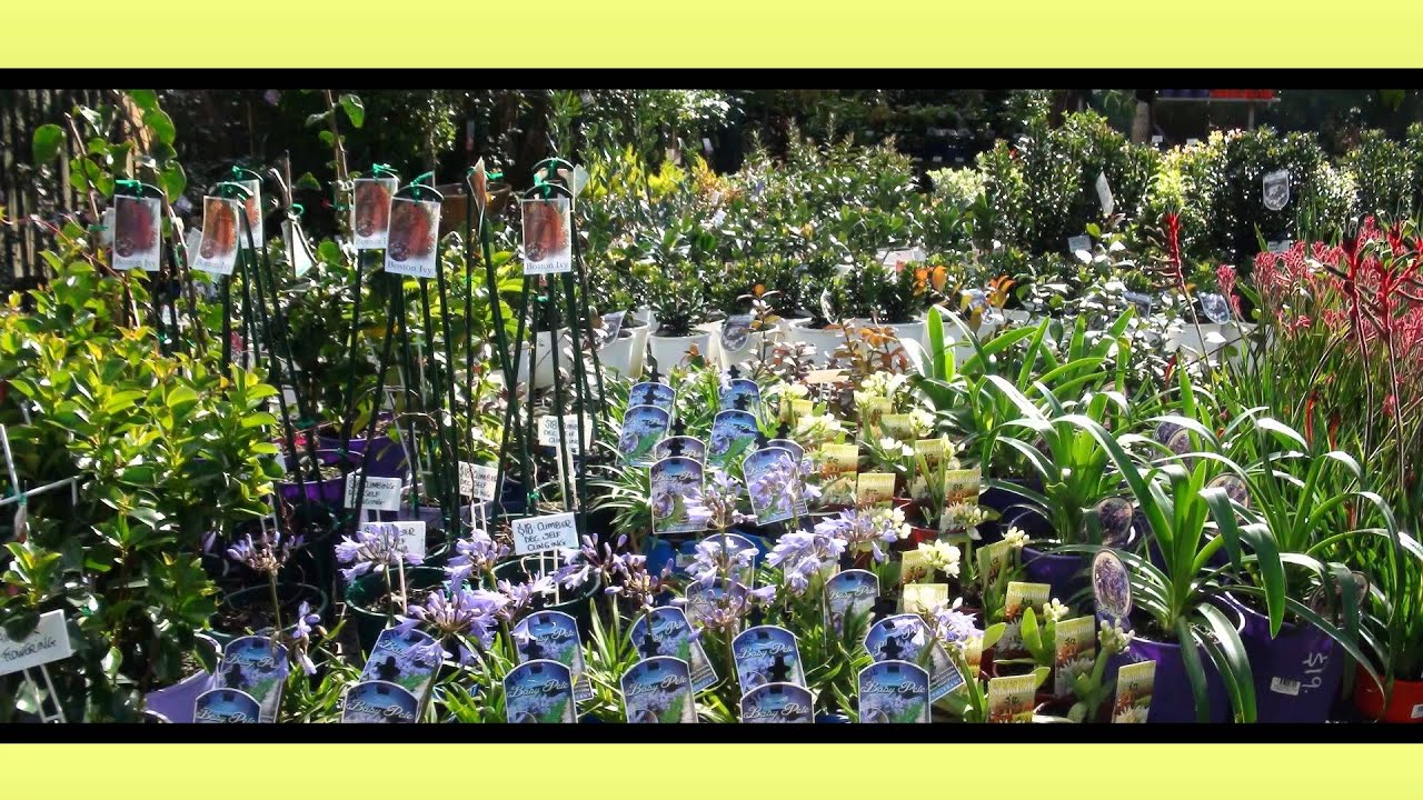Waterloo Nursery Bunbury Plants YouTube
