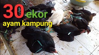 Full Sembelih Ayam Kampung 30 Ekor