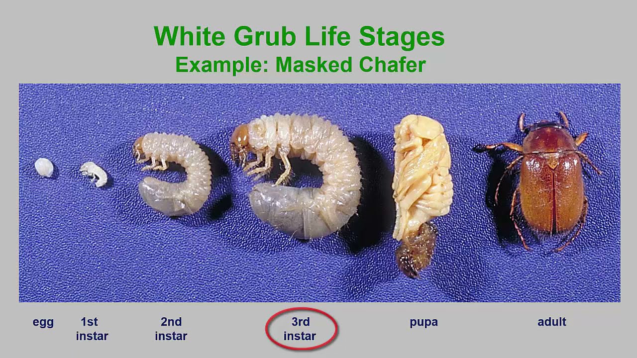 White Grubs in Middle Eastern Countries, March 2021 