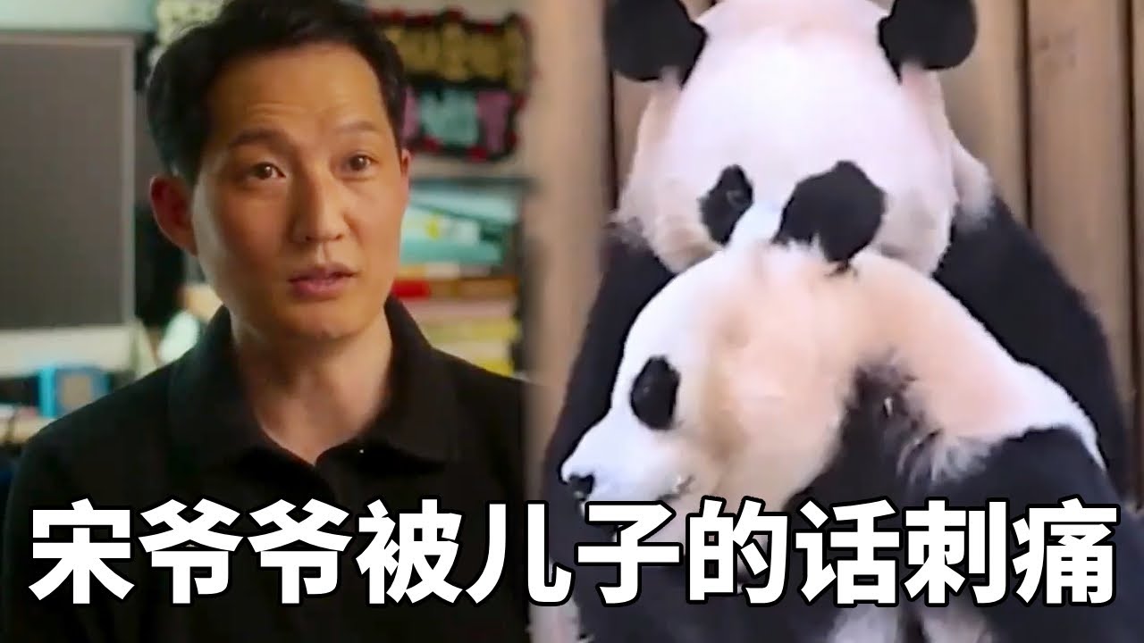 因为宋爷爷儿子说朋友家比自己家有钱，宋爷爷被儿子一句话刺痛，但却给予了宝家族无微不至的关怀！#蛙探#熊猫#国宝