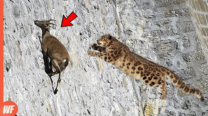 Leopard Attacks Goat and Quickly Pays the Price