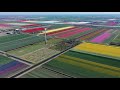 Dutch flowerfields 2019