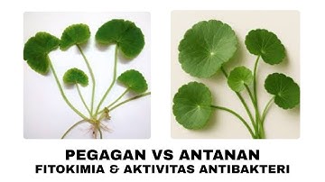 Pegagan vs Hydrocotyle: Cek Perbedaan Fitokimia dan Aktivitas Antibakterinya di sini !