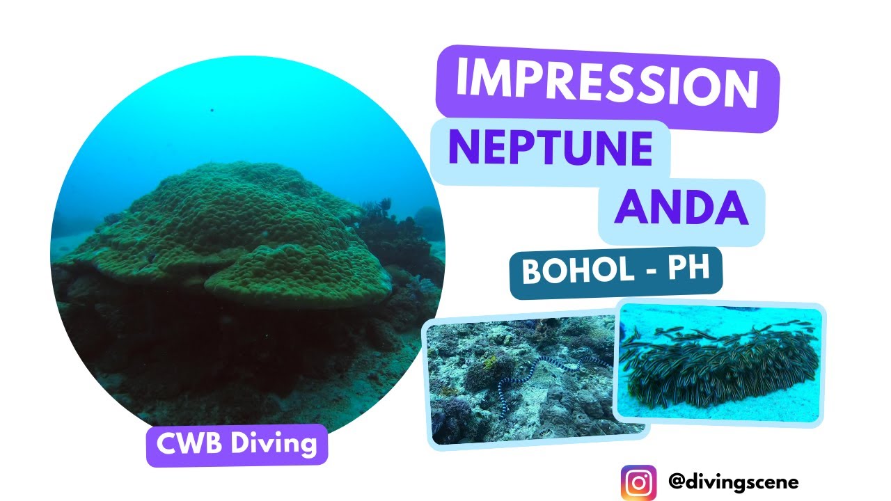 Anda Diving - Neptune Dive Site - Bohol - Philippines Impression
