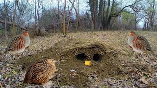 СУМАСШЕДШАЯ ЛОВУШКА НА ПЕРЕПЁЛКУ, КУРОПАТКА