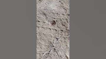 an ant lion excavating it