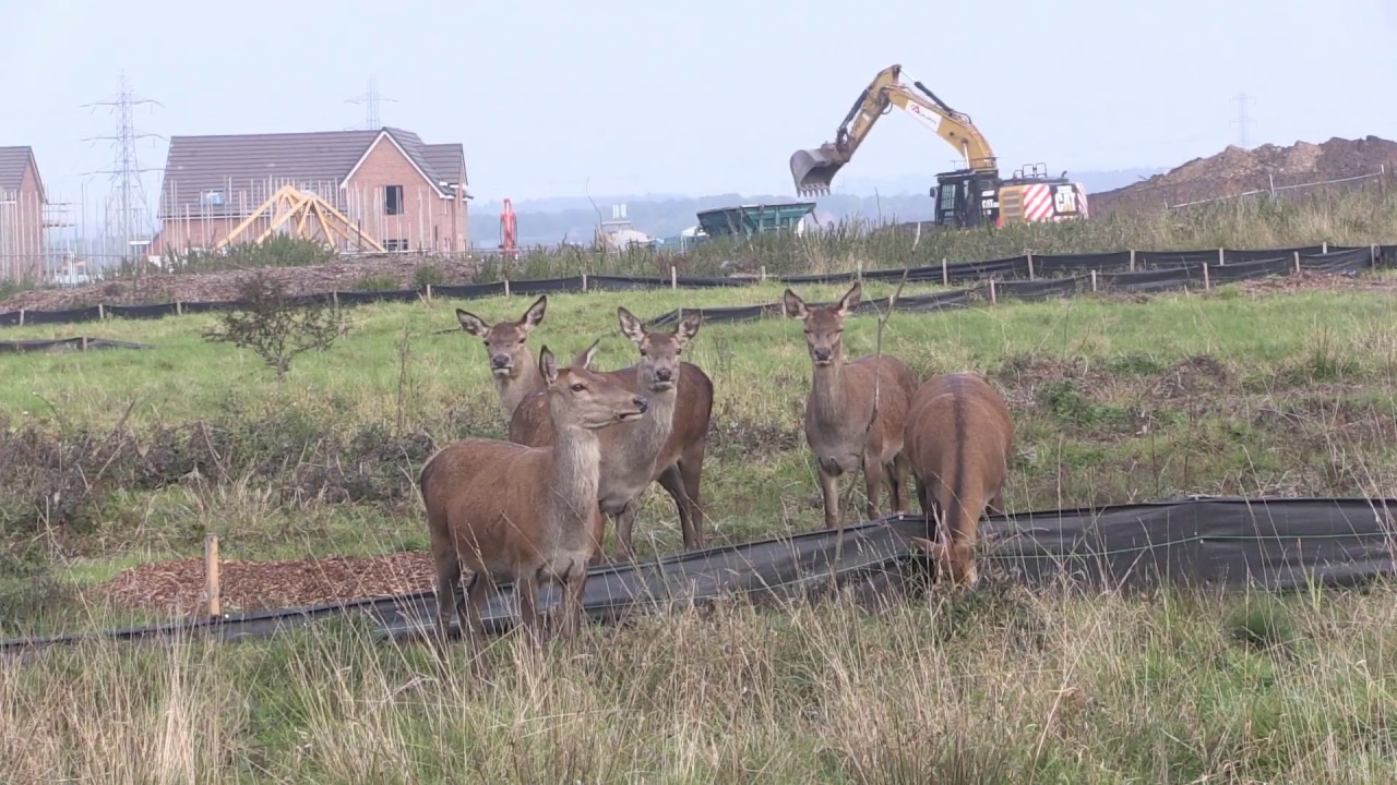 Urban Red deer watch noisy diggers building site - YouTube