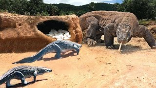 Scary Revenge Big Lizard Fights With Ferocious Crocodile To Safely Protect the Egg Nest