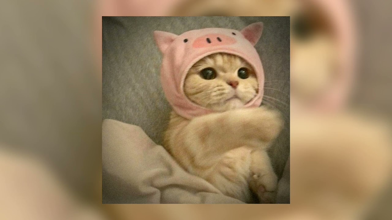 Cita citata - meriang speedup