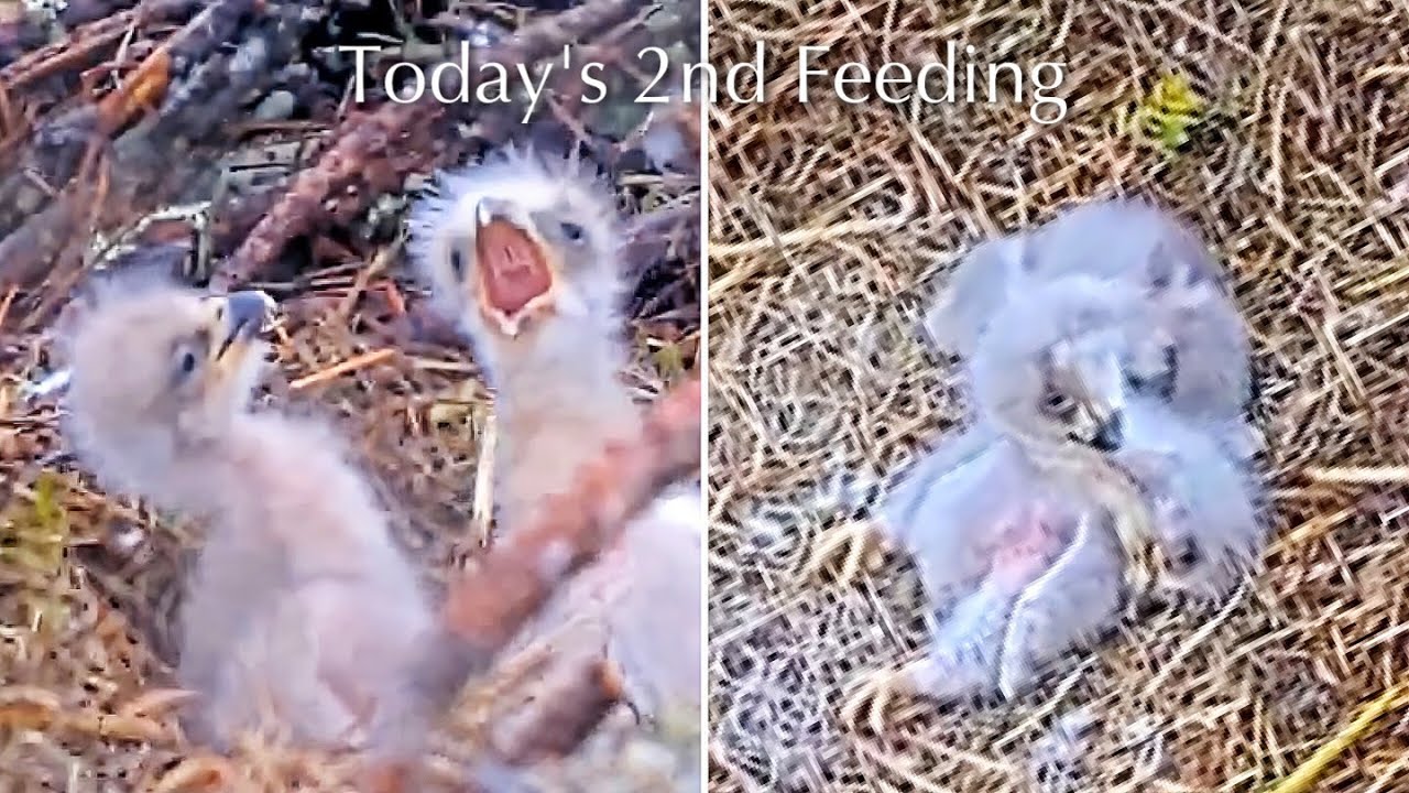 #57🦅NE32🐥5° & NE33🐥3°／NEFL 2025-2026／Gabby💗Beau／by American Eagle Foundation