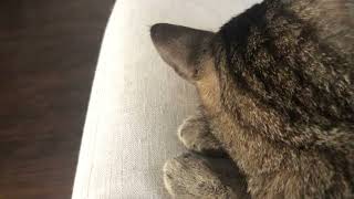 A relaxed slab of squirrel. by SelenaTheTabby 618 views 3 weeks ago 1 minute, 18 seconds