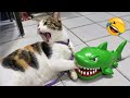 爆笑動物たちがあなたを笑い泣きさせます😂