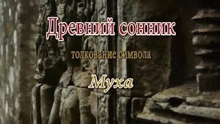 К чему снится Муха сонник, толкование сна К чему снится Муха сонник, толкование сна