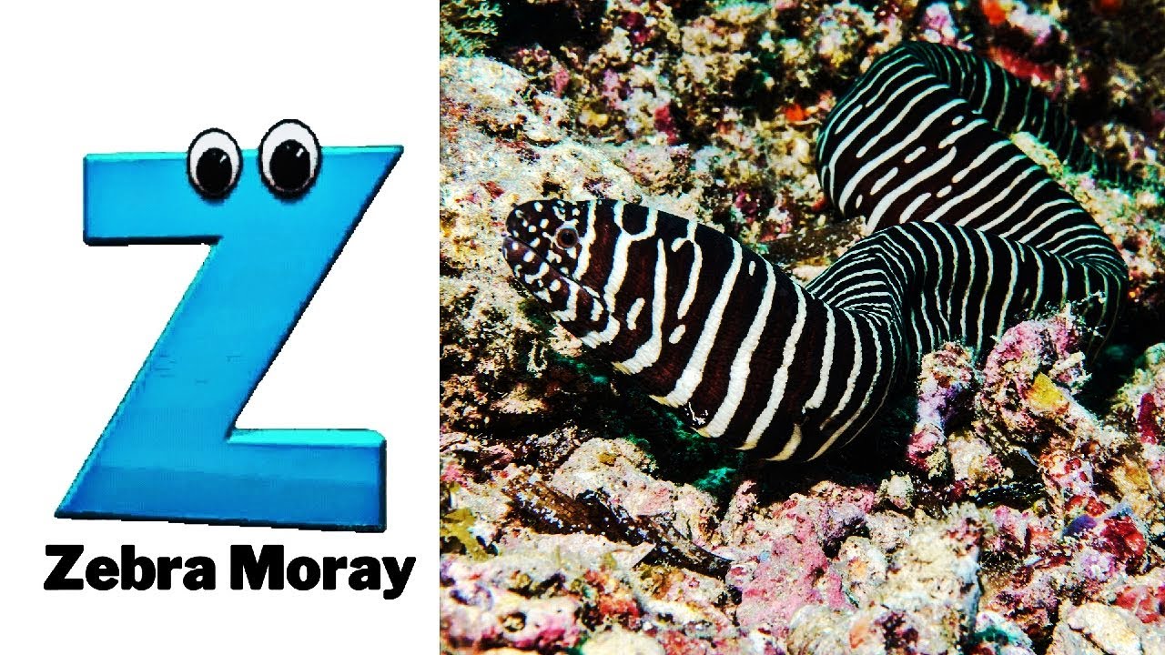 100 морских животных для детей | Изучаем названия морских животных с помощью карточек с морскими ...