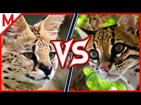 18💥Serval vs Ocelot | +Alligator vs Crocodile winner