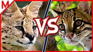 18💥Serval vs Ocelot | +Alligator vs Crocodile winner by M from aniMals 175,762 views 5 years ago 8 minutes, 12 seconds