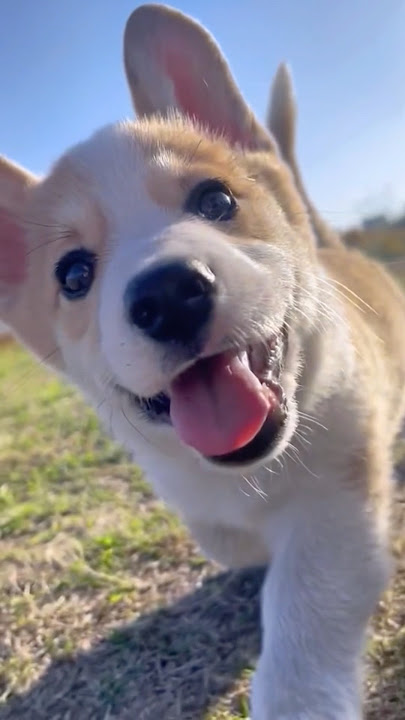 Cute Dog Running #shortvideo #comedy #funny