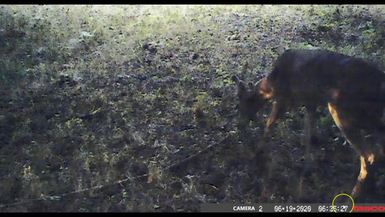 For Sale 53 Acres Roxton TX YouTube