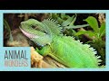 We Built Our Water Dragon A Bioactive Enclosure