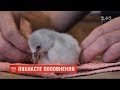 Британські зоологи вирощують пташеня рідкісного чилійського фламінго