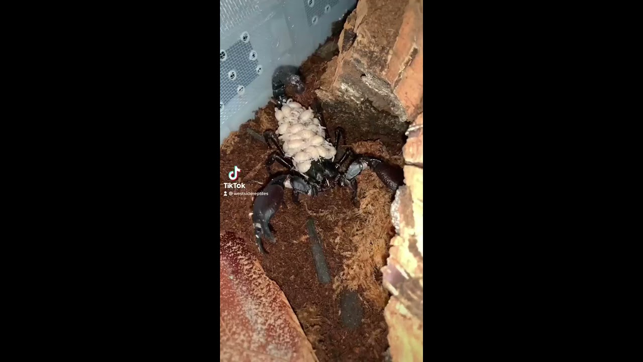 When Baby Scorpions Come Off Their Mother