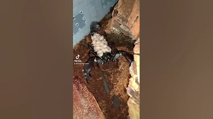 When Baby Scorpions come off their Mother - DayDayNews