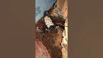 When Baby Scorpions come off their Mother