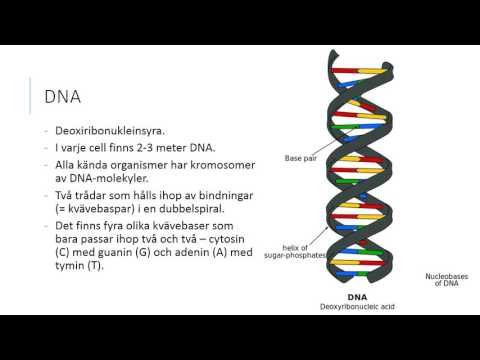 Video: Terapeutiska Konsekvenser Av Cell- Och Molekylärbiologi Hos Cancerstamceller Vid Melanom