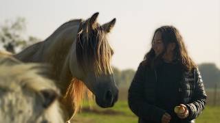 MON ERREUR avec les chevaux...