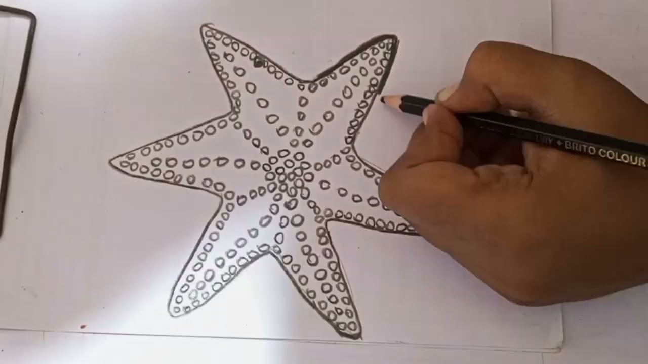 a) Photo of a starfish; (b) Sketch of the starfish in (a). Starfish... |  Download Scientific Diagram
