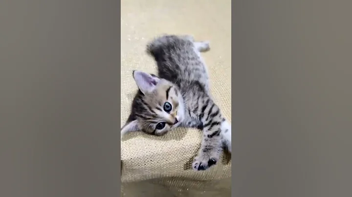 Watch the video about My time pass!!! #shorts #British tabby kitten