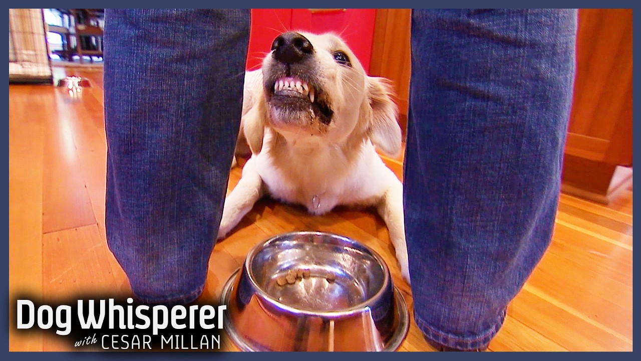 Puppy’s Food Aggression Is Spiralling Out of Control |Full Episode| Dog Whisperer with Cesar Millan