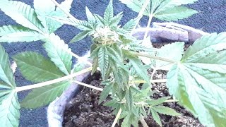 SHORT VEG:3Gallon organic Medical Cannabis Grow (EXPERIMENT) First Time Grower:November 8