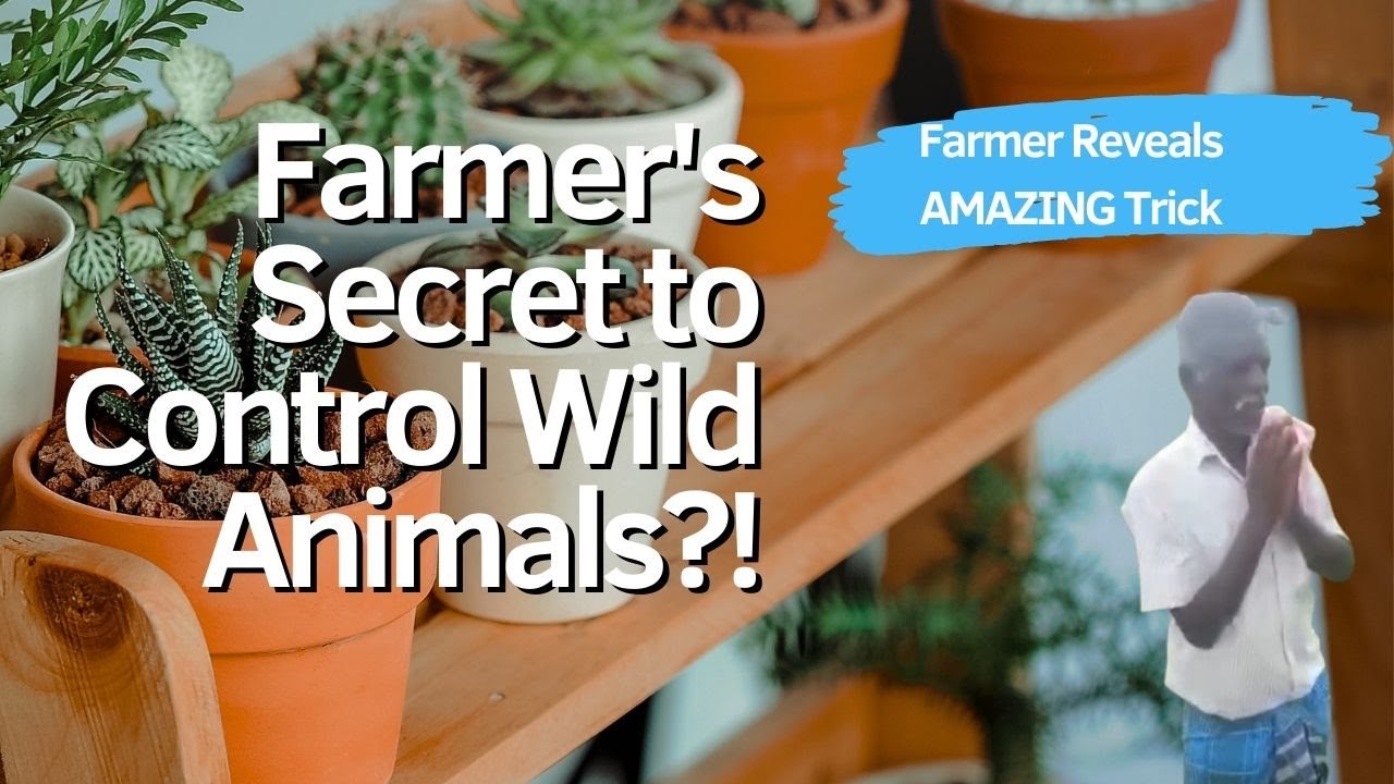 Farmer's Incredible Secret: How he Stopped Rats & Wild Boar problem, Pest control ?- TNAU certified.