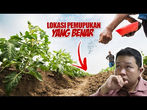 Video: Cara Pemupukan Tanaman Asli – Informasi Pupuk Untuk Bunga Asli