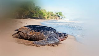 Самая большая черепаха Кожистая черепаха (Dermochelys coriacea)