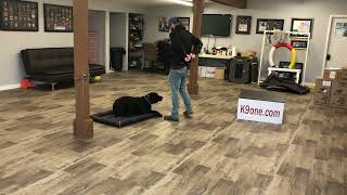 Tink Beaumont The Black Lab Training Session (11/05/21)