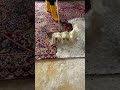 Satisfying Carpet Scrape Cleanup #satisfying #asmr #oddlysatisfying