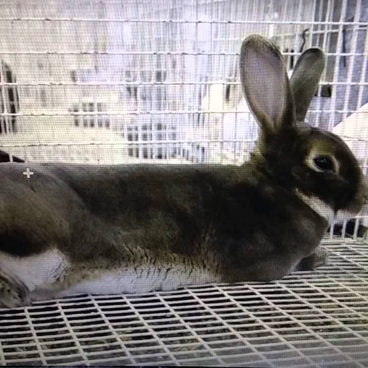 What you should and shouldn't cage your bunny in YouTube