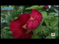 Cuidados del hibiscus