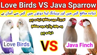 Java Sparrow VS Albino Lovebird Comparison | Java Sparrow VS Love Bird which is more Profitable