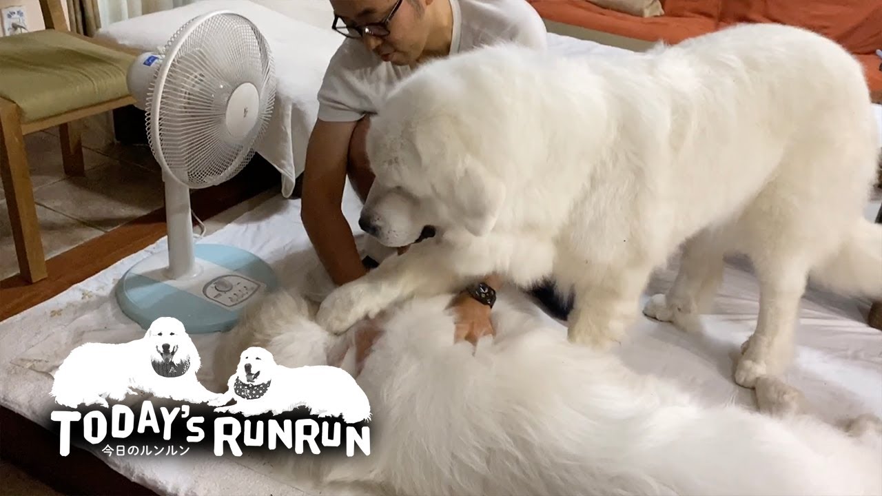 シャンプーしてきたので自分を主役にしてほしいルンルンです　Great Pyrenees　グレートピレニーズ