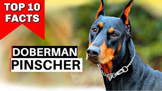 Doberman  Top 10 Facts