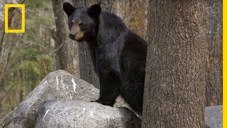 Black bear cubs are climbing trees!