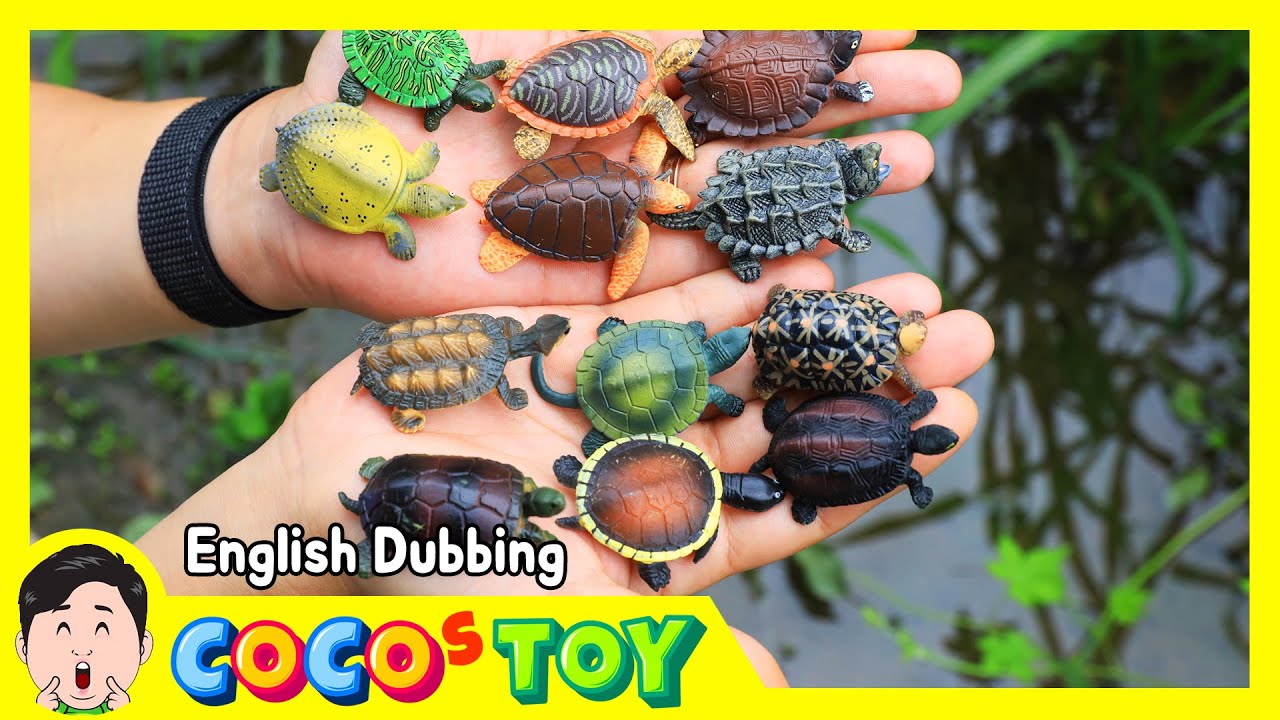 En Dubbing｜I hatched suspicious eggs (Various turtles)｜Animals name, Kidstoon｜CoCosToy