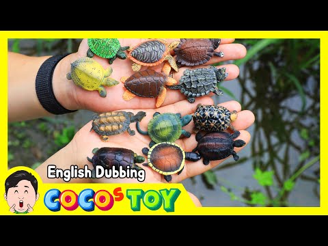En Dubbing｜I hatched suspicious eggs (Various turtles)｜Animals name, Kidstoon｜CoCosToy