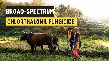 Chlorthalonil: Reliable Fungicide for Crop Disease Control